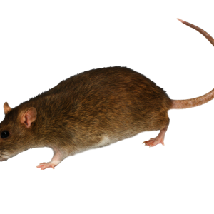 mouse, rat PNG image