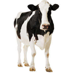 cow PNG