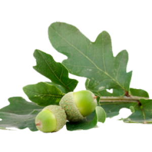 Acorn PNG image, free, acorns