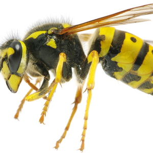 Wasp PNG