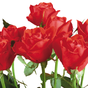 Rose PNG