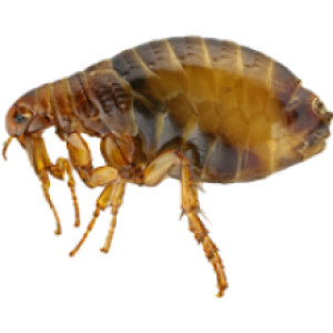 Flea PNG