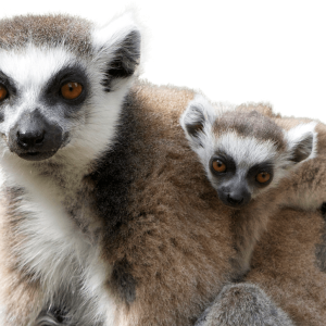 Lemur PNG