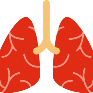 Lungs PNG