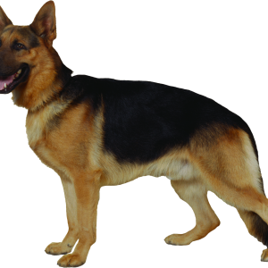 German Shepherd PNG