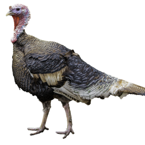 Turkey bird PNG