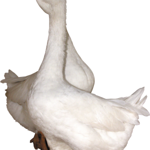 Goose PNG image