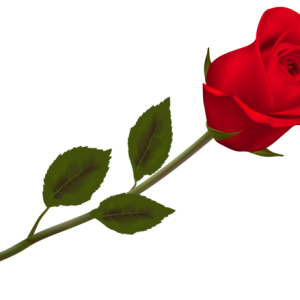 Rose PNG