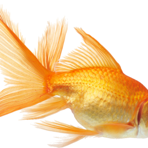 Goldfish PNG