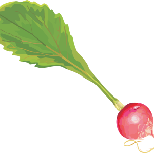 Radish PNG