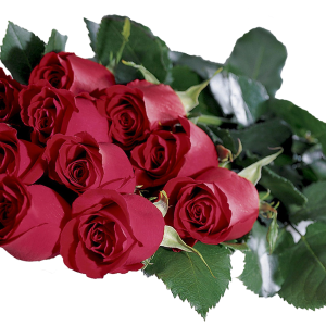 Rose PNG