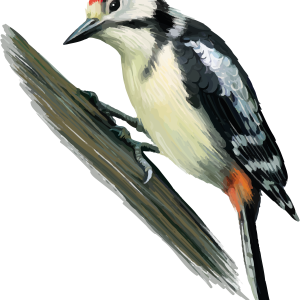 Woodpecker PNG