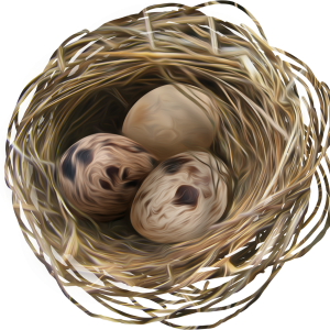 Nest PNG