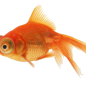 Goldfish PNG