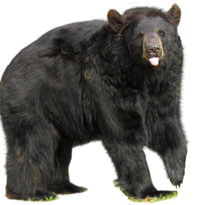 bear PNG