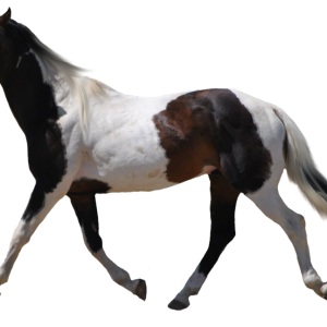 Horse png image