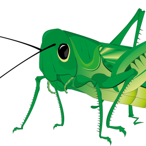 Grasshopper PNG