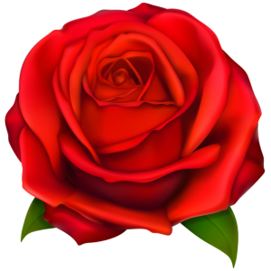Rose PNG