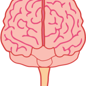 Brain PNG