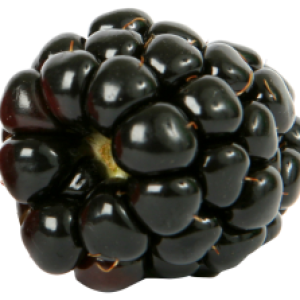Blackberry PNG