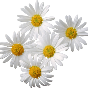 Camomiles PNG image, free flower picture