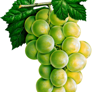 Grape PNG image