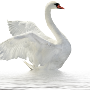 Swan PNG