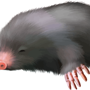 Mole PNG