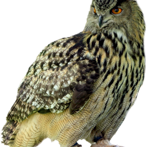 Owl PNG