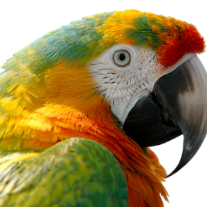 Parrot PNG image