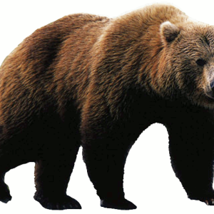 bear PNG