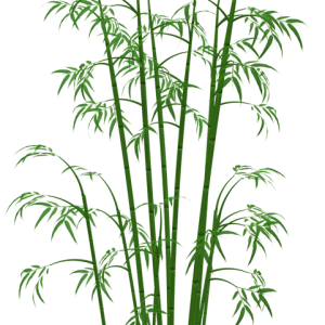 Bamboo PNG