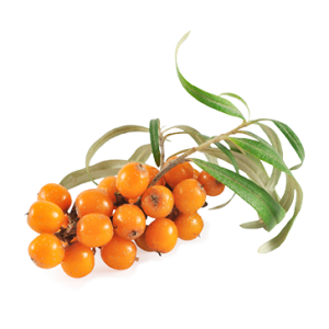 Sea buckthorn PNG