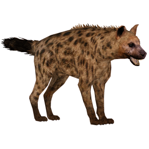 Hyena PNG