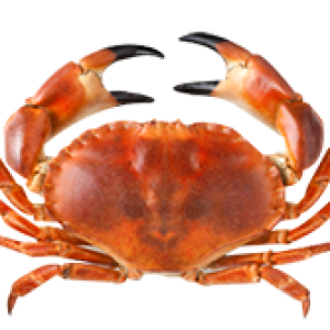 Crab PNG