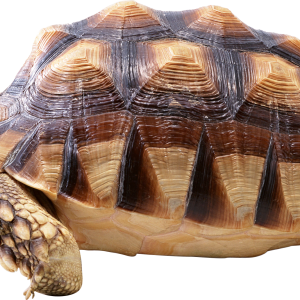 Turtle PNG