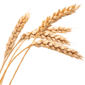 Wheat PNG