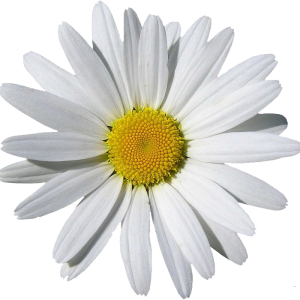 Camomile PNG image, free flower picture