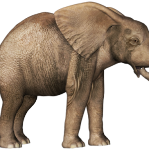Elephant PNG