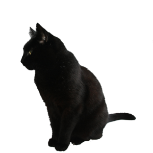 Cat PNG
