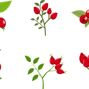 Rose hip PNG