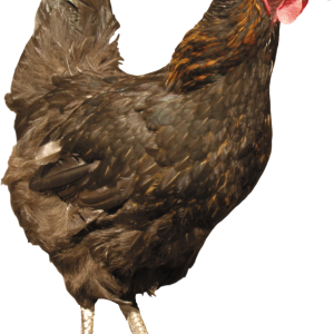Chicken PNG image