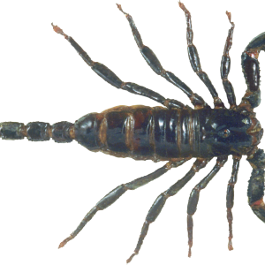 Scorpion PNG