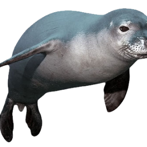 Harbor seal PNG