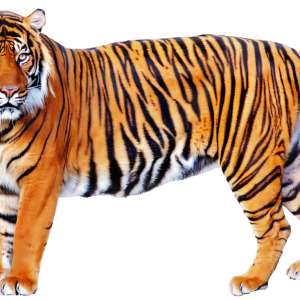 Tiger PNG