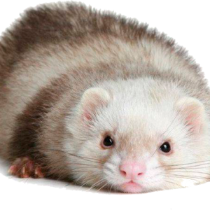 Ferret PNG