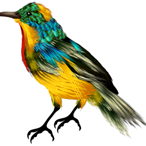 Bird PNG
