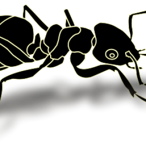 ant PNG