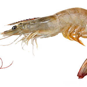 Shrimp PNG