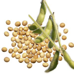 Soybean PNG